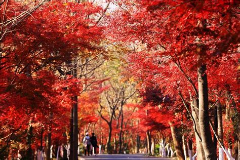 南京栖霞山枫叶最佳观赏时间是在几月份 11月底景色最美-旅游官网
