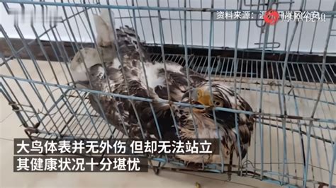 市民捡到“怪鸟”，经鉴定为国家二级保护动物_凤凰网视频_凤凰网