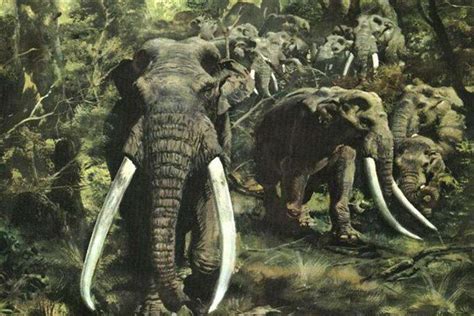 猛犸象、剑齿虎的灭绝造成了什么后果？_凤凰网