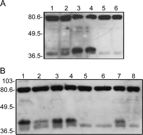 (A) Tissue-specific expression of ω3 fatty acid desaturase genes in ...