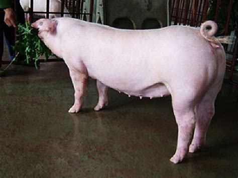 养猪人必看！猪场配种管理之分区及配种标记 - 猪好多网
