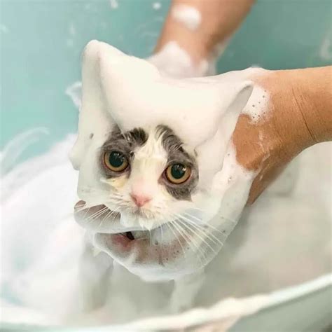 享宠乐-洗猫淋浴头 - 商场 - 享宠乐