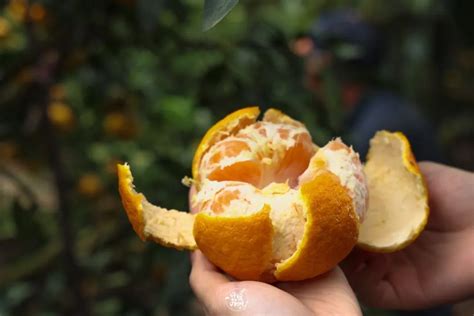 爱吃橘子的人注意了，现在知道还不晚！