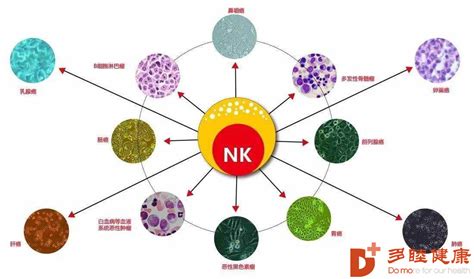 常见的NK细胞标志物 有哪些？ _trNK