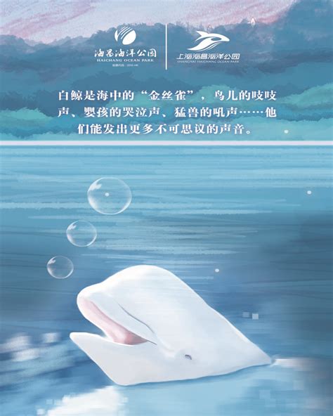 白鲸 - 知乎