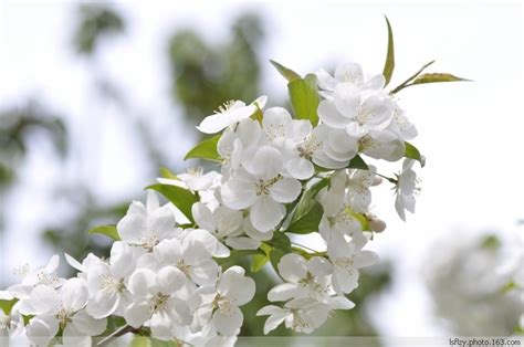 山荆子图片
