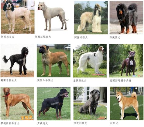 三种莱卡犬中最大的是东西伯利亚莱卡犬_[标签:标题1]