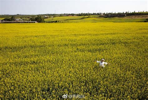 大连金州杏树屯牌坊村500亩油菜花田，免费开放中