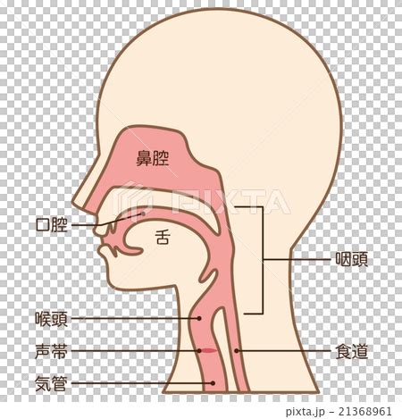 喉咙结构图图片