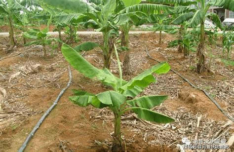 香蕉常见病害及防治技术_种植