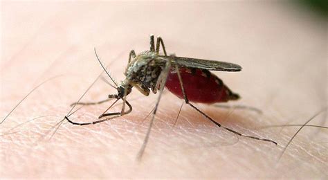 灭蚊子，这些方法最有效_蚊子防治_除四害消杀灭虫网