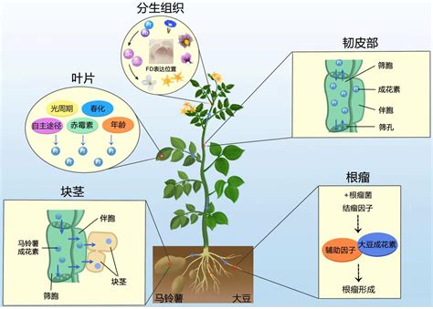 张瑞福教授课题组发表植物益生菌根际精准调控信号分子研究进展的重要综述-南京农业大学资源与环境科学学院