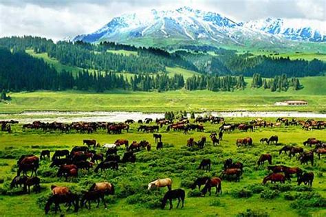 新疆伊犁迷人美景