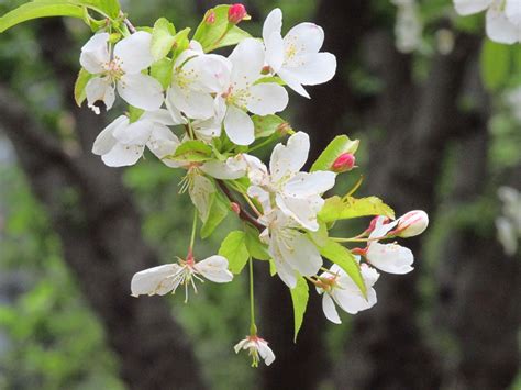 白色海棠花-中关村在线摄影论坛
