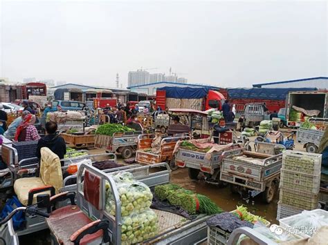 保定本地蔬菜交易进入旺季-市场动态-新闻中心-新发地保定联农批发市场