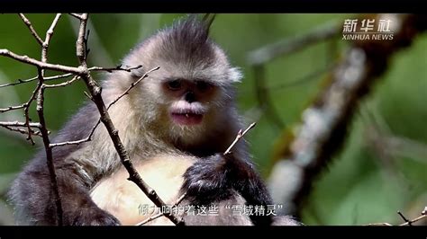 惊喜！曾被商丘警方解救的一对川金丝猴产下一只幼崽-大河报网