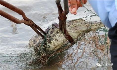 黄浦江的鳄鱼已被抓，是一条1米长亚成体暹罗鳄，从养殖场逃逸的__财经头条
