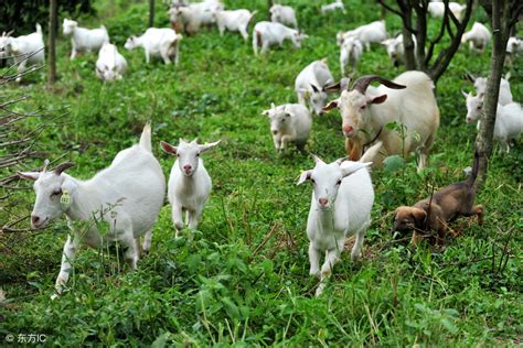 波尔山羊种羊多少钱一只（在农村养小尾寒羊好还是波尔山羊好） - 羊城网