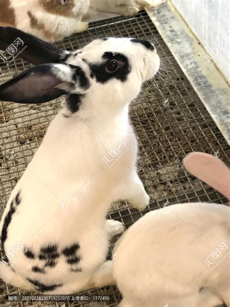 高清特写一只黑白相间的兔子十分安静可爱动物素材设计