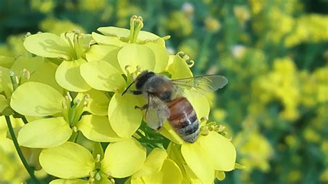 蜜蜂在孤立的黄色亮蒲公英上高清图片下载-正版图片504727979-摄图网