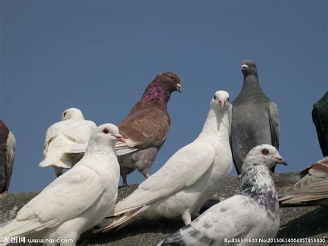 鸽子的种类,鸽子有哪些品种,鸽子品种及名称_大山谷图库