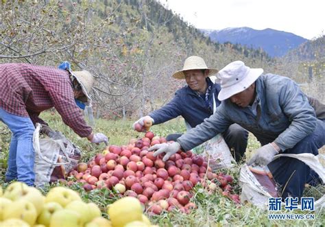 西藏林芝：高原苹果喜获丰收_时图_图片频道_云南网