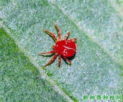 红蜘蛛的危害症状，如何防治红蜘蛛 - 农敢网