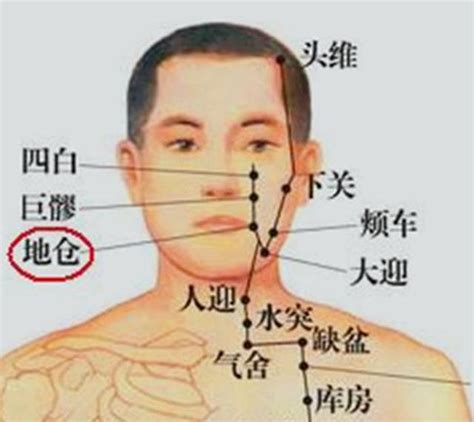 颊车的准确位置图图片