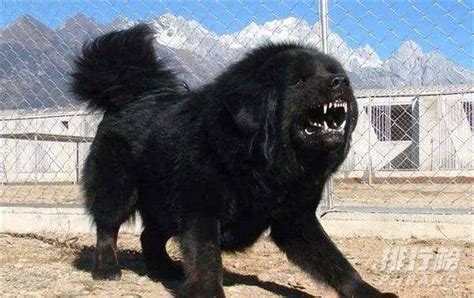 世界十大最凶猛的狗：藏獒只排第六，第一名发起疯主人也咬死|凶猛|主人|咬死_新浪新闻