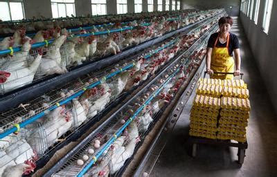 蛋鸡多级生产线输送机生产线的家禽养殖场蛋鸡养殖场农业技术设备厂高清图片下载-正版图片505548349-摄图网