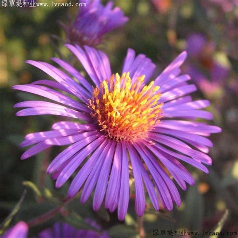 紫菀：八仙山国家级自然保护区 - 江西林科网