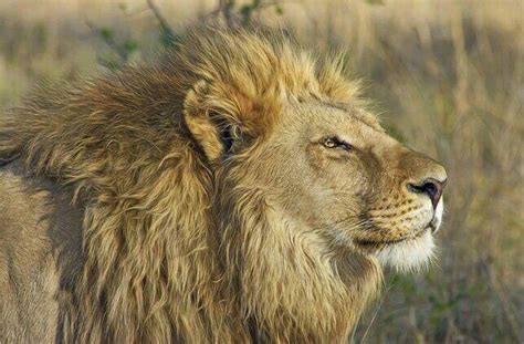 狮子的进化史: 狮子最初无鬃毛, 人类曾靠狮子吃剩的猎物生活