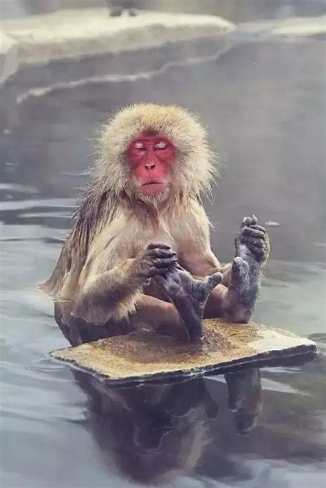 最霸气猴子图片,动漫,头像_大山谷图库