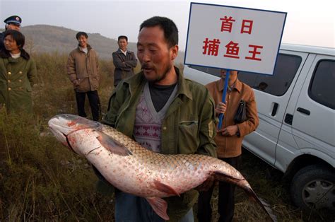 有口福了！北京地道的野生密云水库鱼，开渔啦！_养殖鱼
