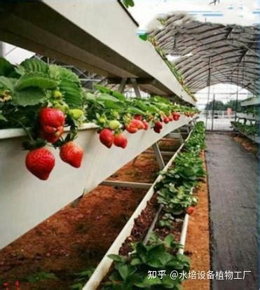 这些无土栽培草莓模式你了解几种？