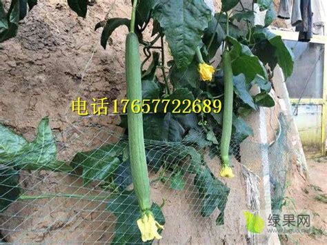 河南省濮阳市鲜花丝瓜大量出售丝瓜 鲜花丝瓜，丝瓜 - 绿果网