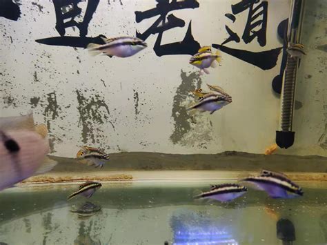 十大养不死的观赏鱼（十大养不死的观赏鱼品种） - 野彩鱼 - 广州观赏鱼批发市场