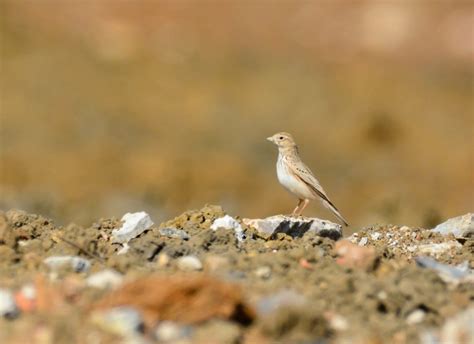 中亚短趾百灵| 青华海国家湿地公园的中国鸟类新记录