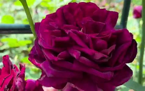 黑玫瑰的花语及象征意义 - 蜜源植物 - 酷蜜蜂