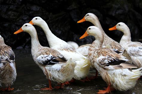 没有一只鸭能活着走出南京，为什么南京人那么爱吃鸭？_凤凰网视频_凤凰网