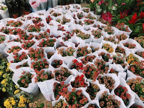 深圳哪里有花卉批发市场？ - 知乎
