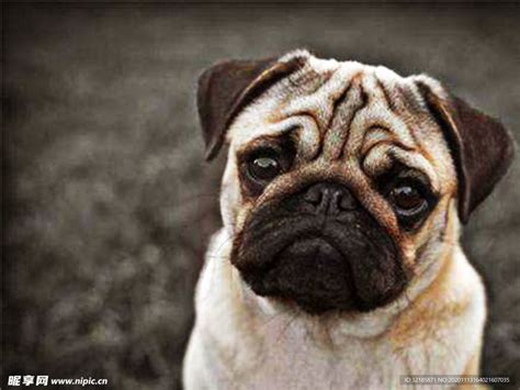 巴哥犬,白色,分离着色,水平画幅,无人,不看镜头,哺乳纲,米色,狗,纯种犬摄影素材,汇图网www.huitu.com