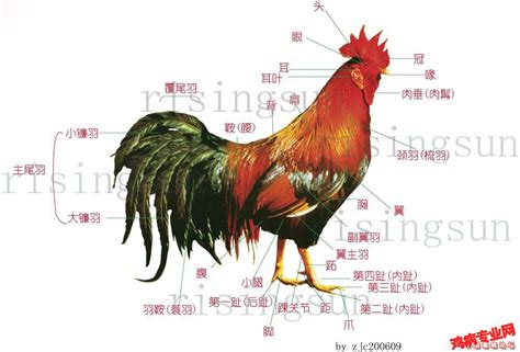 求一份 肉食鸡解剖内脏图谱 详细一点清晰一点的 - 兽医交流/实战/药理区 鸡病专业网论坛
