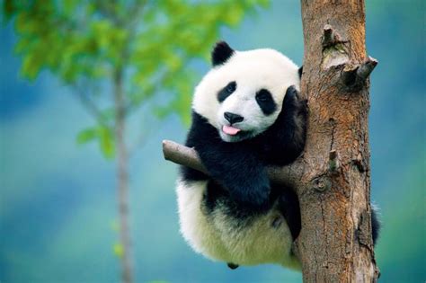 熊猫电脑桌面图片