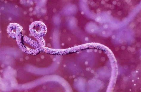 科学网—疾控专家解读埃博拉病毒 - 王大鹏的博文