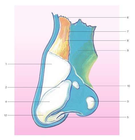 图4.1.1.3 鼻骨和软骨骨架(侧面观)-外科学-医学