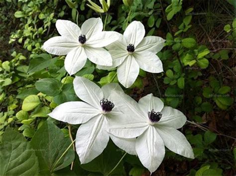 科学网—20210719——威灵仙（Clematis chinensis Osbeck） - 栗茂腾的博文