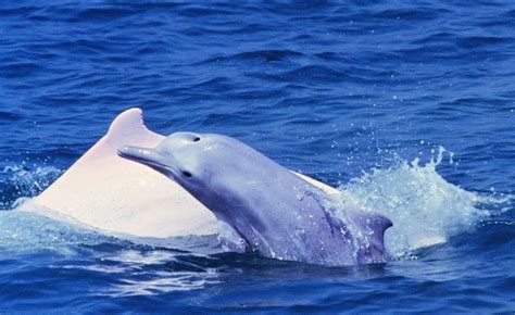 观赏中华白海豚--港澳--人民网