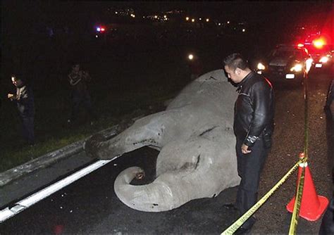墨西哥大象逃离马戏团遭车祸身亡(图)_新闻中心_新浪网