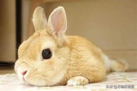 兔子可以养到卧室吗？适合养殖的兔子品种介绍 - 运富春